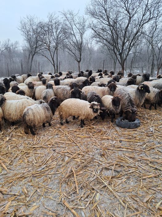 Vand 65 oi fatatoare si 30 miele