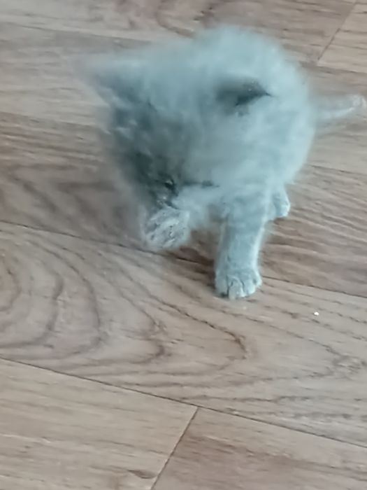 Отдам котика ему 1,5 месяцев