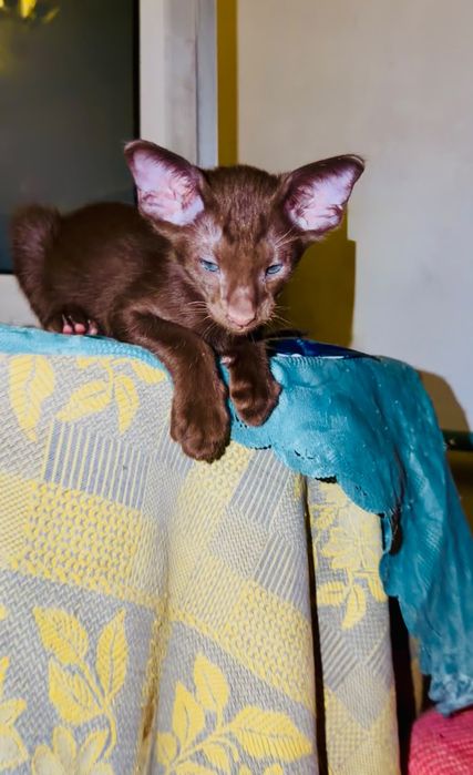 Ориентальные котята