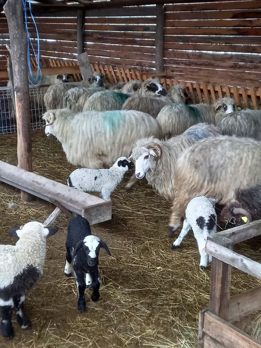 Vind oi cu miei după iele 850 lei