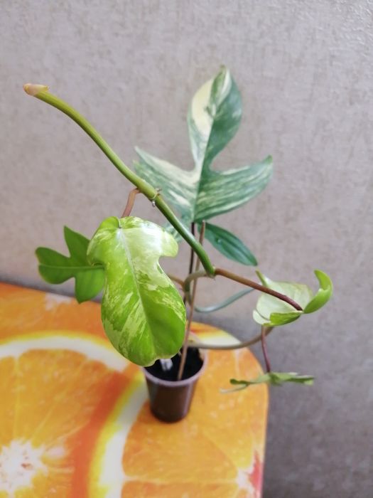 Продаю укорененные черенки филодендрон маска.