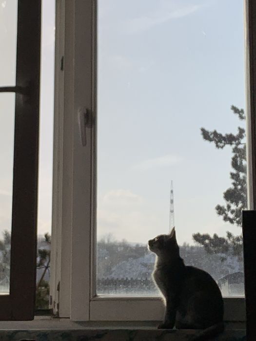 отдам котенка в добрые руки