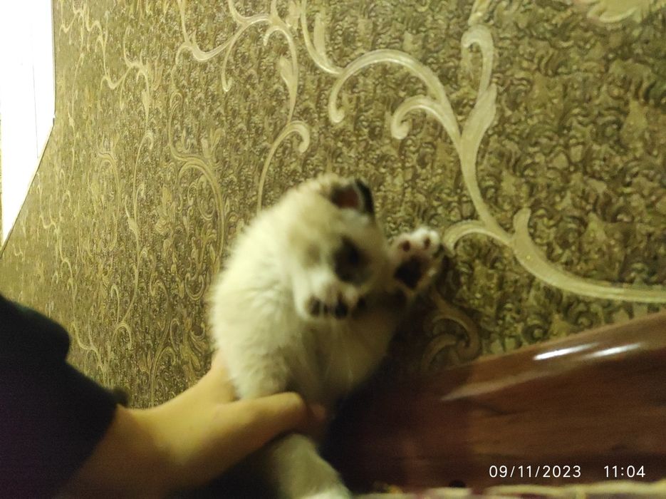 Mushik paropali  chiroyli parõdali