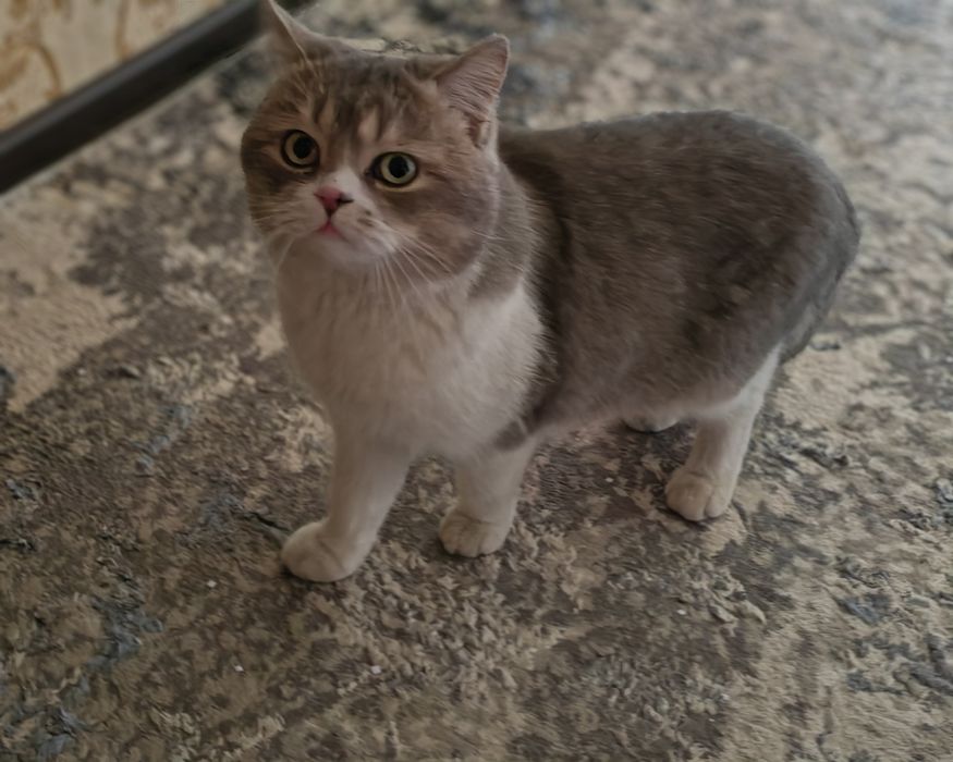 Shinshila mushuk sotiladi