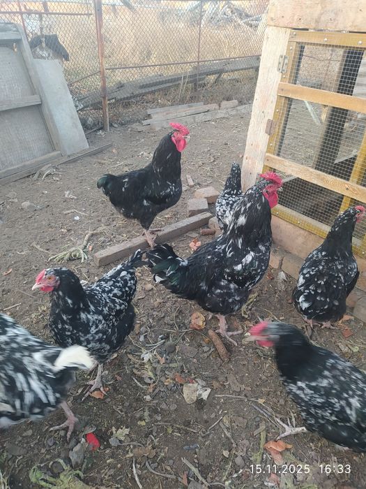 Австралорп черно пестрый  петушки