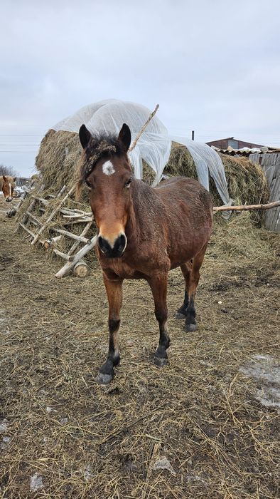 Продаем кобылу, 4 года