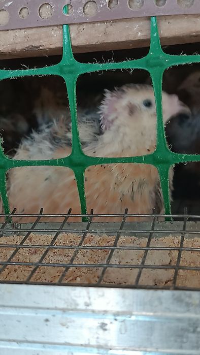 Бөдене, перепелки, 2 -3 айлық