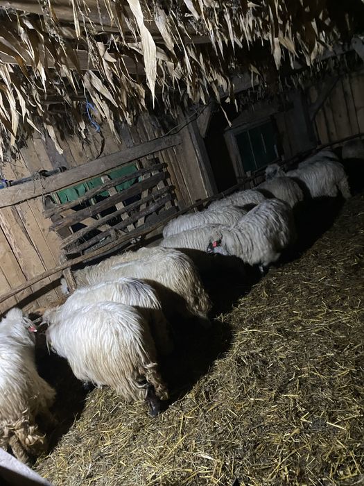 Oi reforme de vamzare