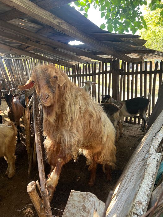 Fermier vând animale