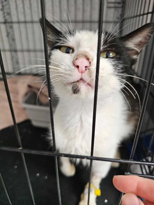 Pisica sterilizata foarte blândă
