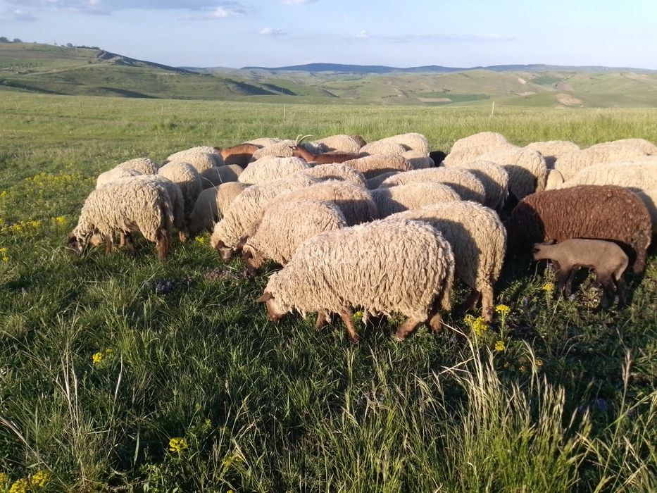 Oi tigaie cu capul negru și ruginie