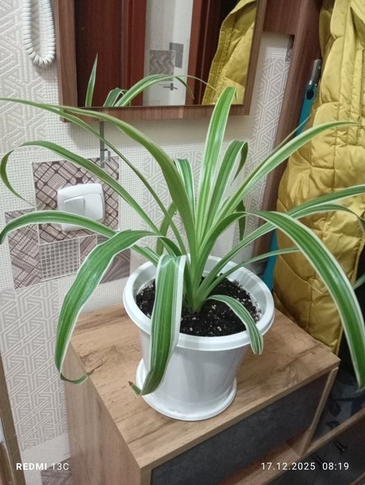 Продам растения комнатные