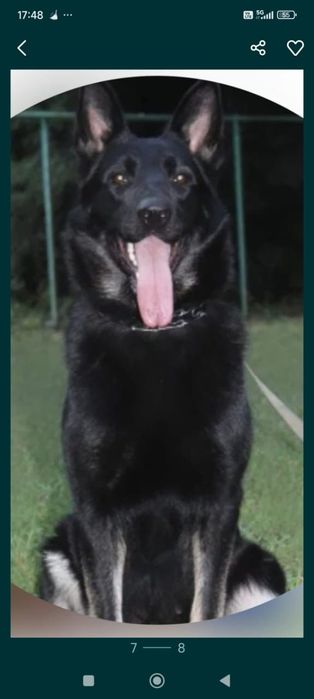 Щенки восточно европейской овчарки