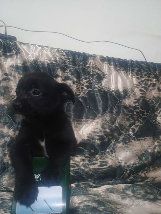 Свободни чухопинчери