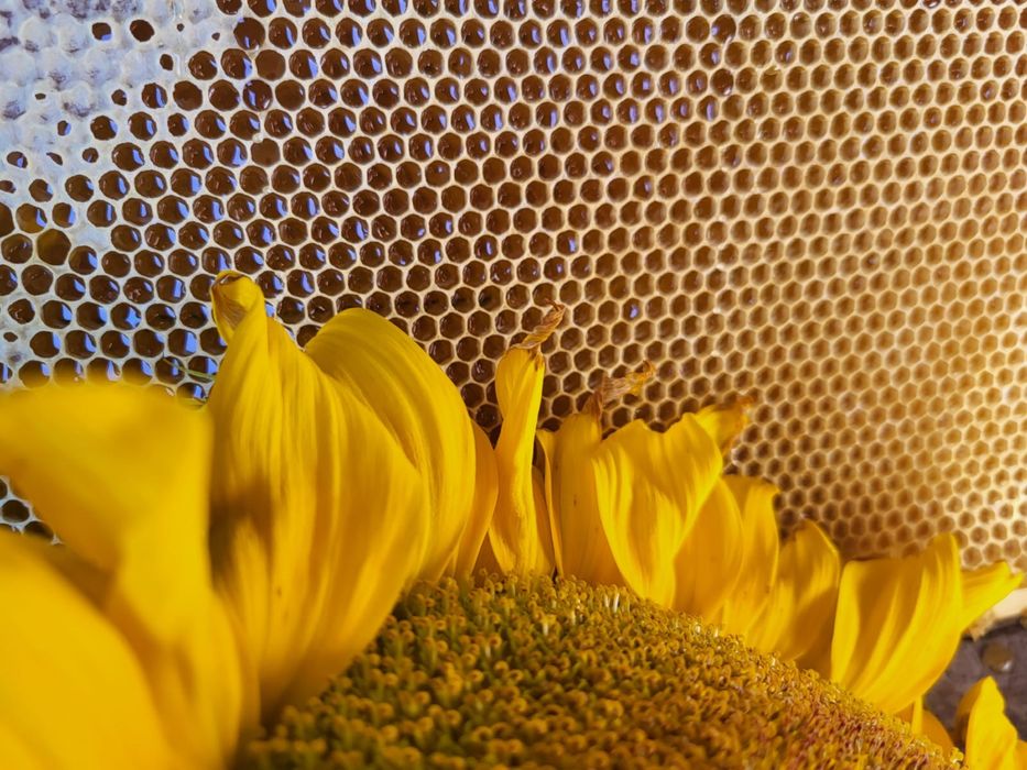 Свежий мёд с ДОСТАВКОЙ