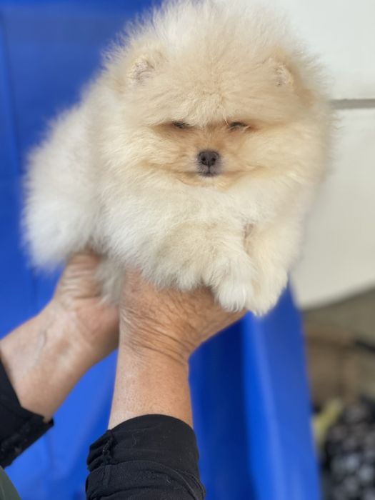 Померан мимини