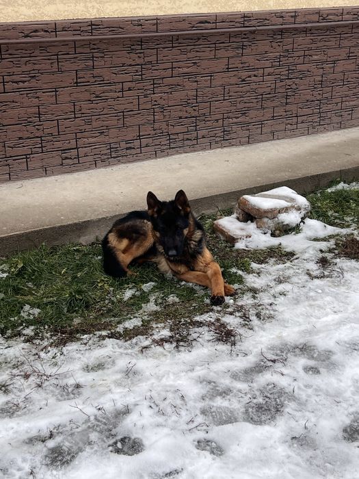 Немецкая овчарка!