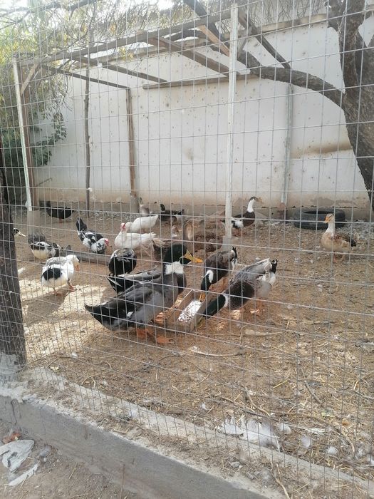 Утки самцы домашние!