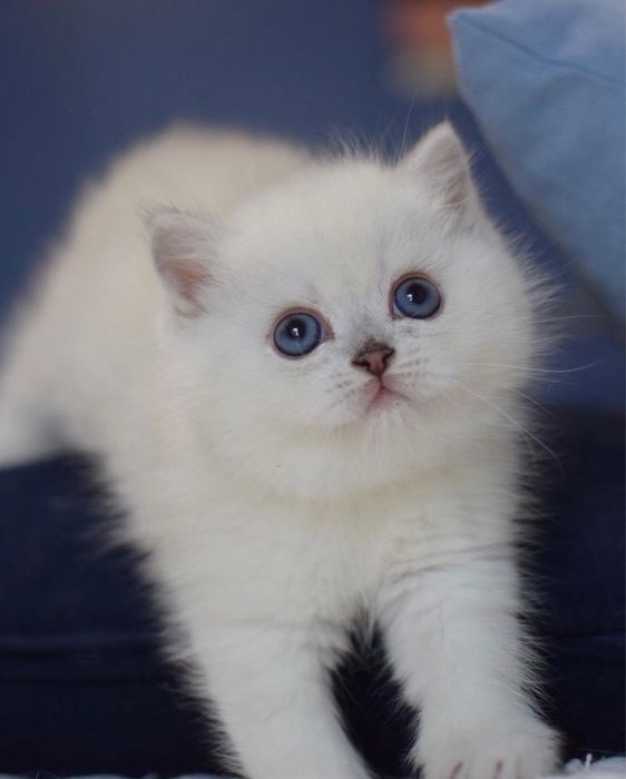 Продаются шикарные малыши. Девочка и малчик. Серебристая шиншилла ns12