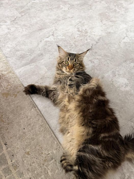 Вязка Мейн кун (кот)