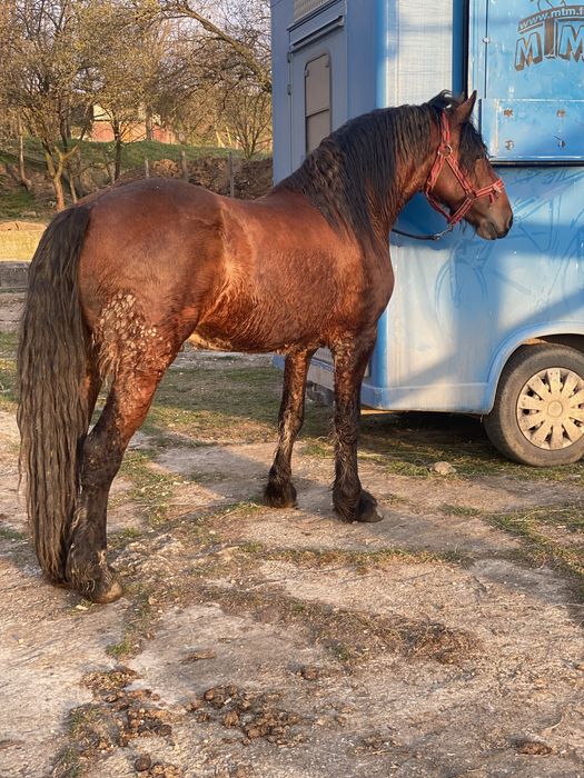 Armasar de 3 ani metis frizian