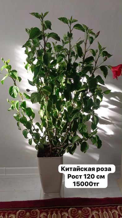 Цветы, домашные