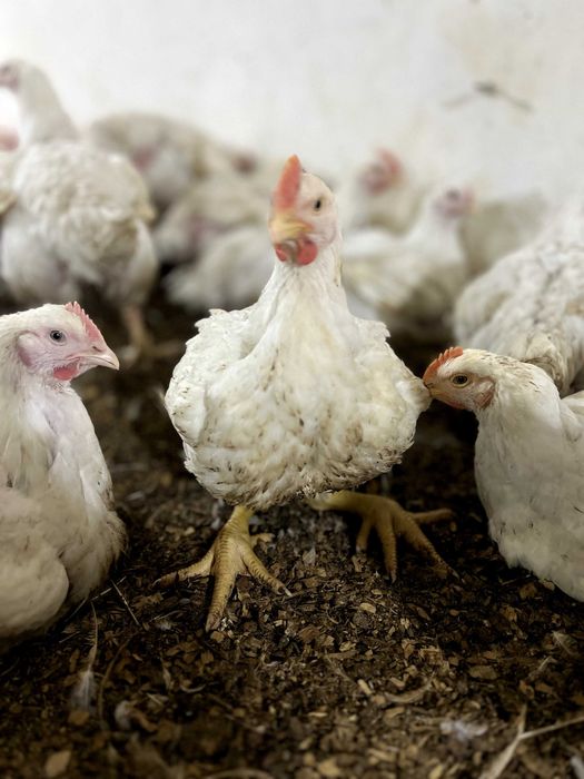 Бройлер живой вес оптом