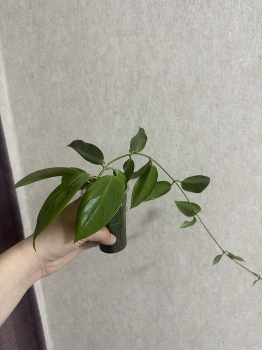 Продам Хойя Ut-039