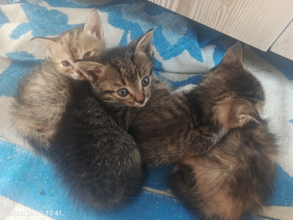 Отдам даром кошки