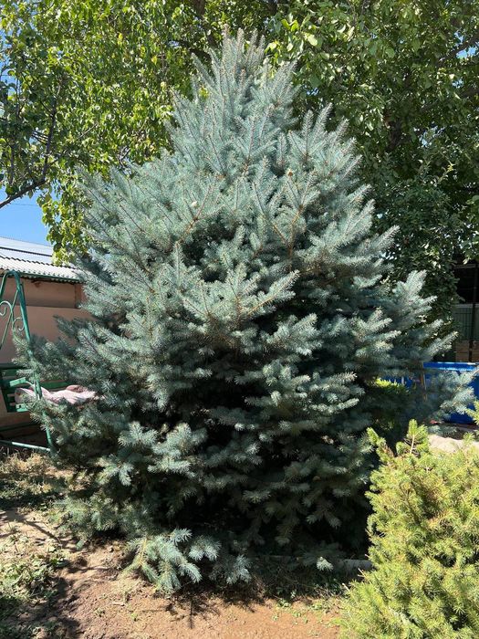 Archa. Archa goluboy yel