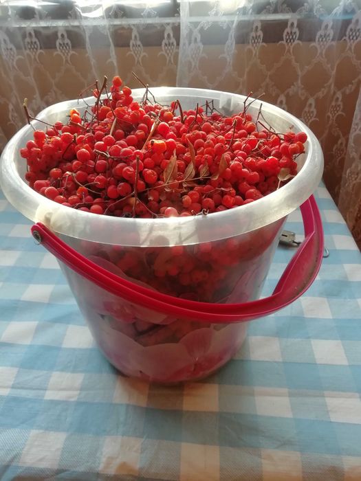 Продам ведро красной рябины
