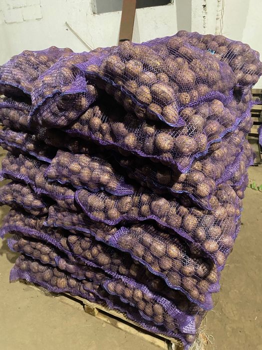 Семена картофеля Коломба. Аризона. Ривьера