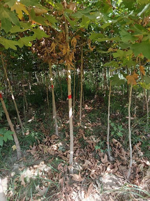 Слива писсарди чинар