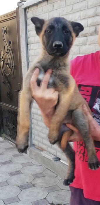 Продаётся щенок бельгиец