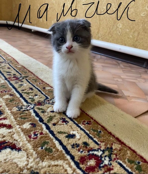 Отдам катят 2 месяца