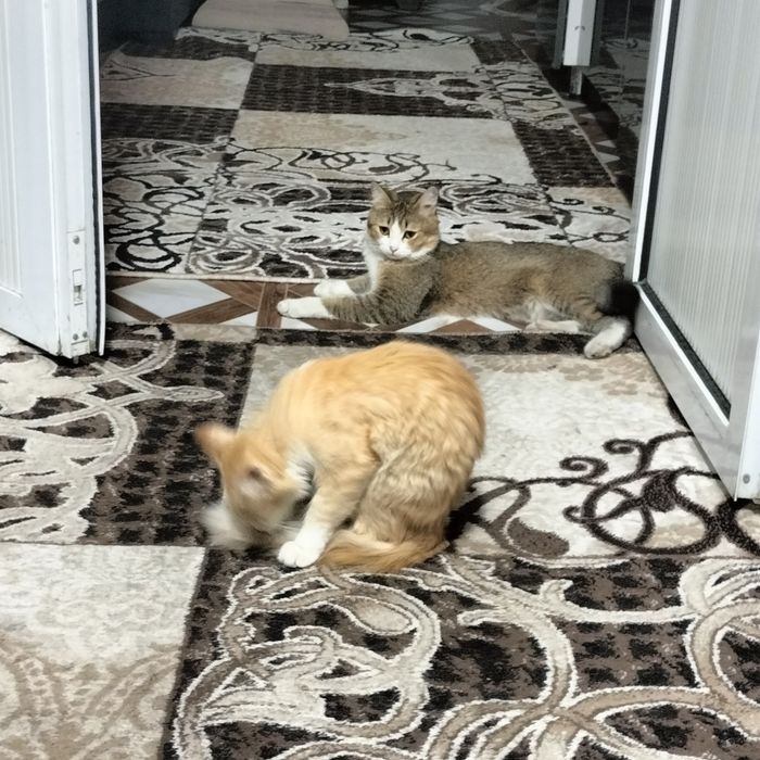Erkak va ayol mushuk 1 yillik