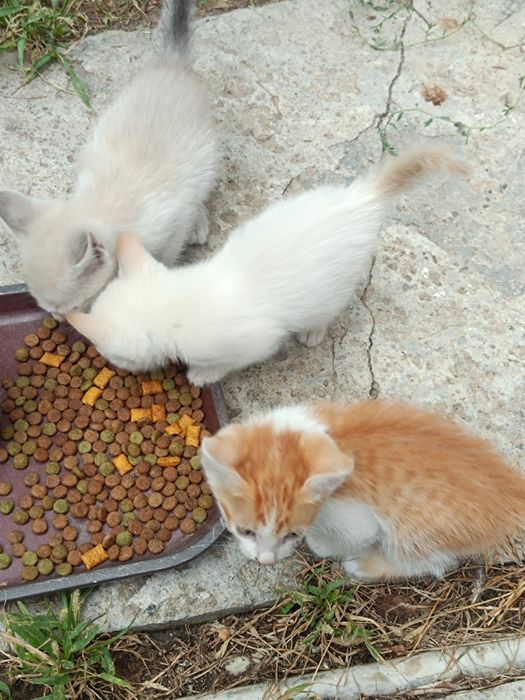 Отдам котят в добрые руки