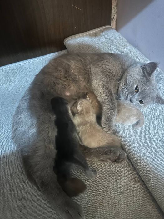 Bretanya kalta yungli Mushugi