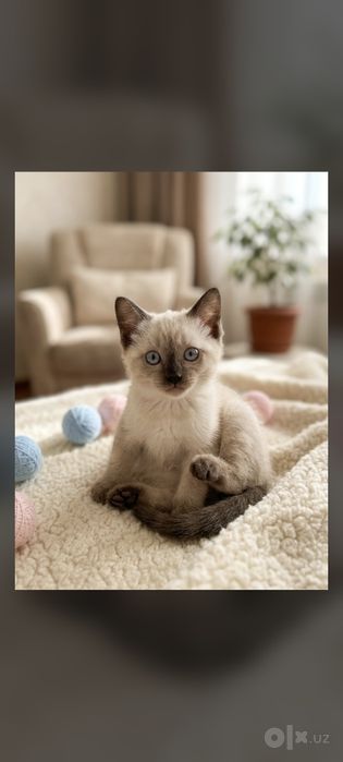 Котята сиамские домашние