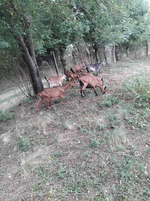 Capre alpine și țap