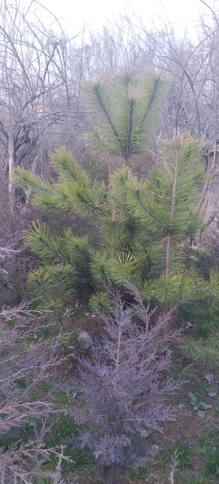 Qirimiski sasna sotiladii