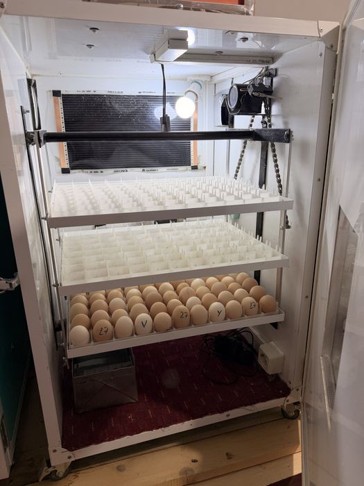 Vand pui gaini cocos australorp