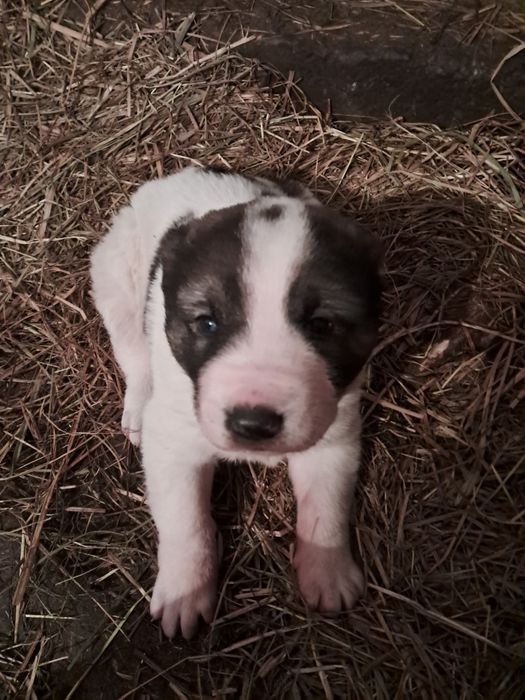 Щенок САО.  25 дней