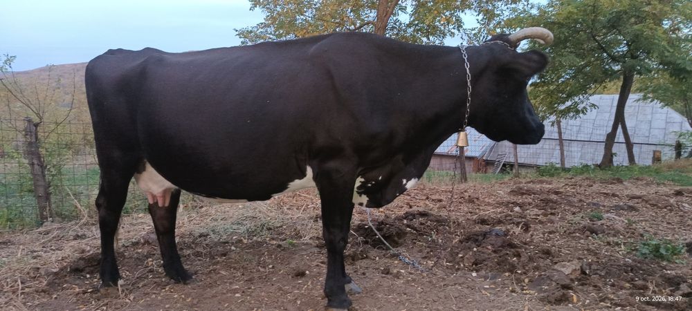 Vacă bună de lapte