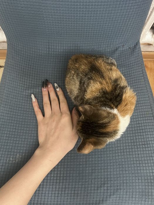 карликовый котенок