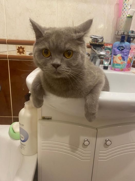 Отдам в хорошие руки