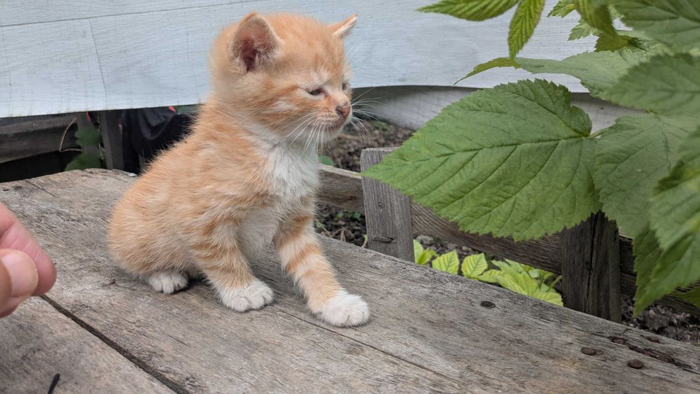 Котята редчайшей экспериментальной породы