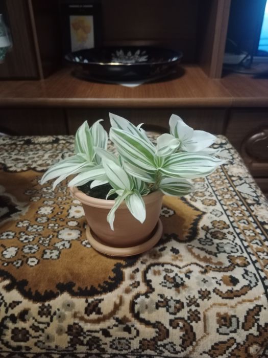 Комнатные  цветы