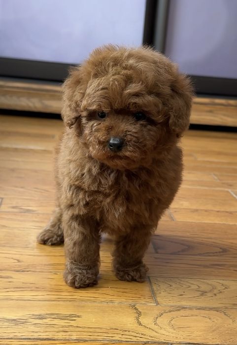 Poodle mini toy pedigree