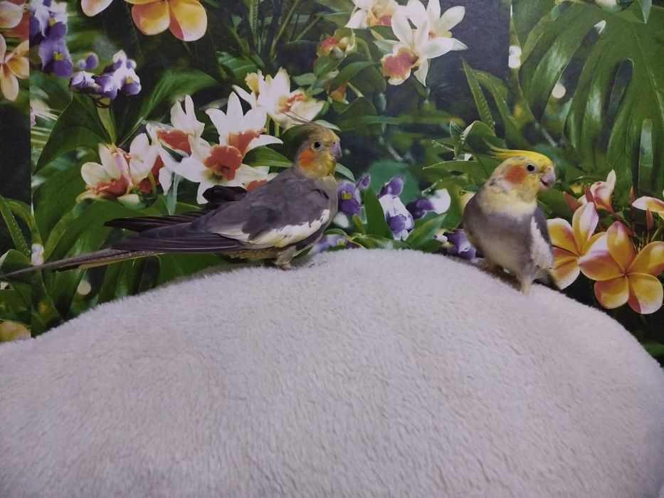 Продам попугаев корелла